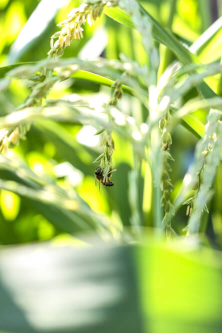 close up of bee on corn blossom