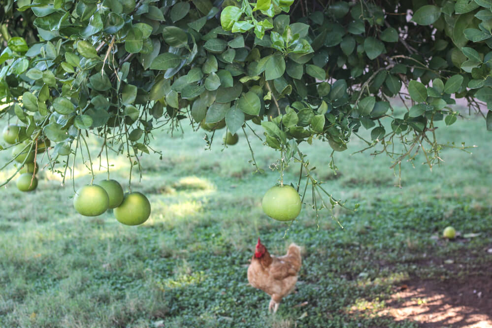 chicken under fruit tree