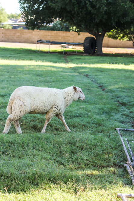 view of sheep and urban farming chicken coop