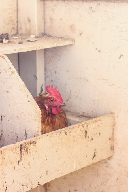 hen laying eggs in henhouse