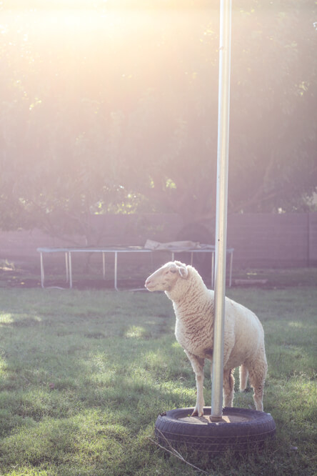 sheep on backyard farm