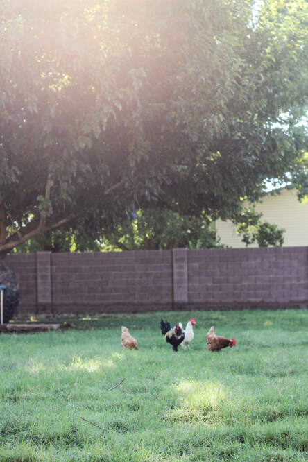 chickens in backyard farm
