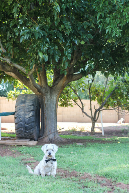 dog wearing bow tie in backyard