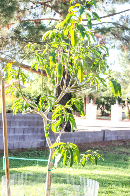 mango tree in backyard