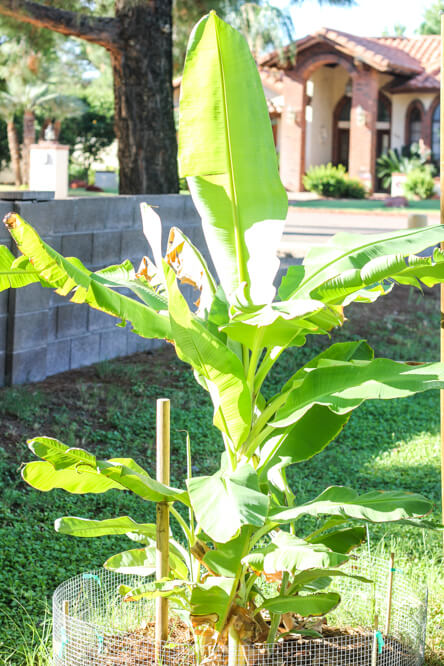 banana tree in backyard