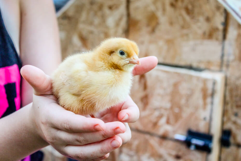 close-up of a little girl holding a baby chick