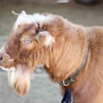 profile view of brown goat with leather collar