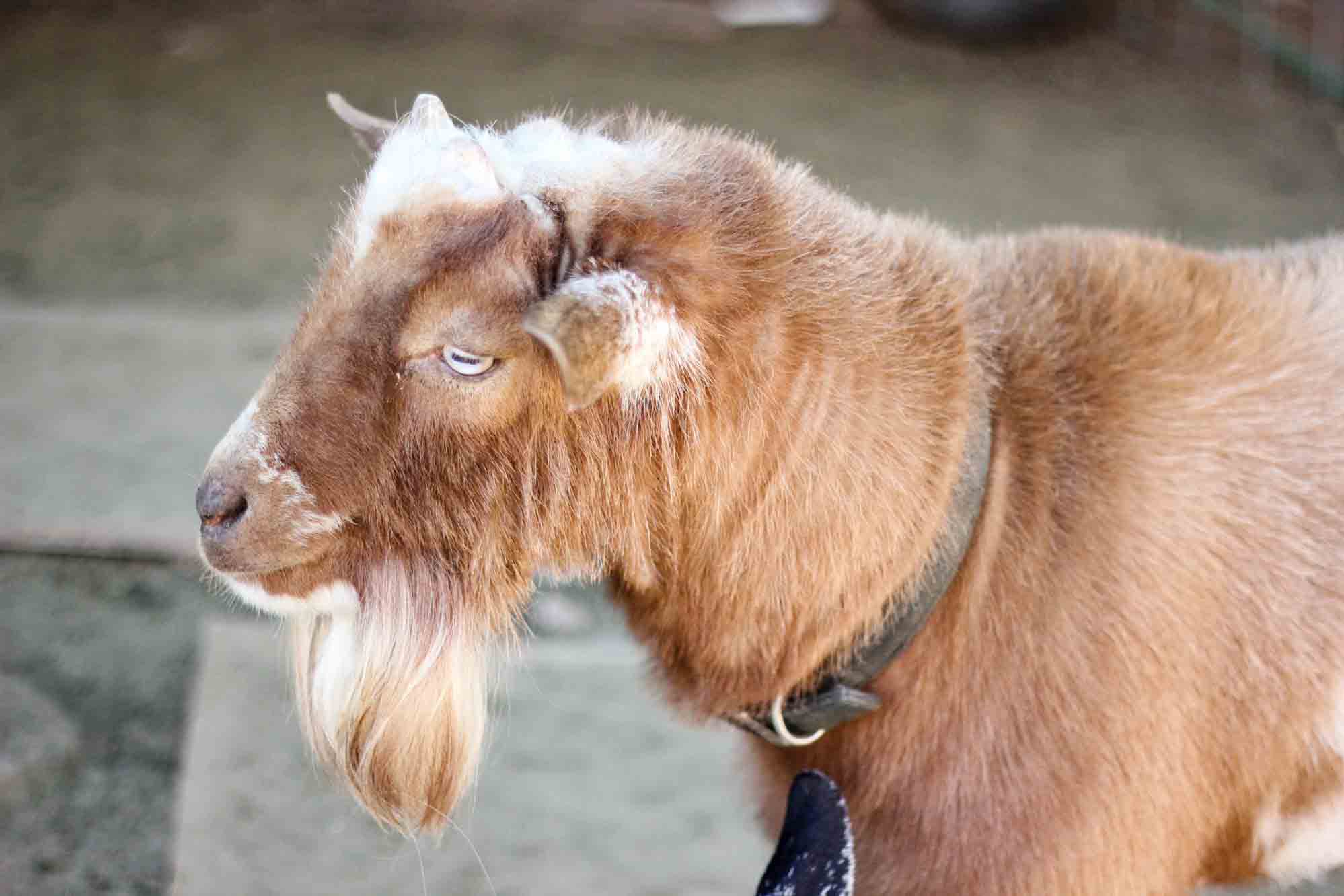 buck goat