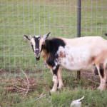 goat in front of fence post