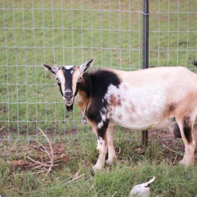 Goat Fencing: How to keep your goats from breaking out.