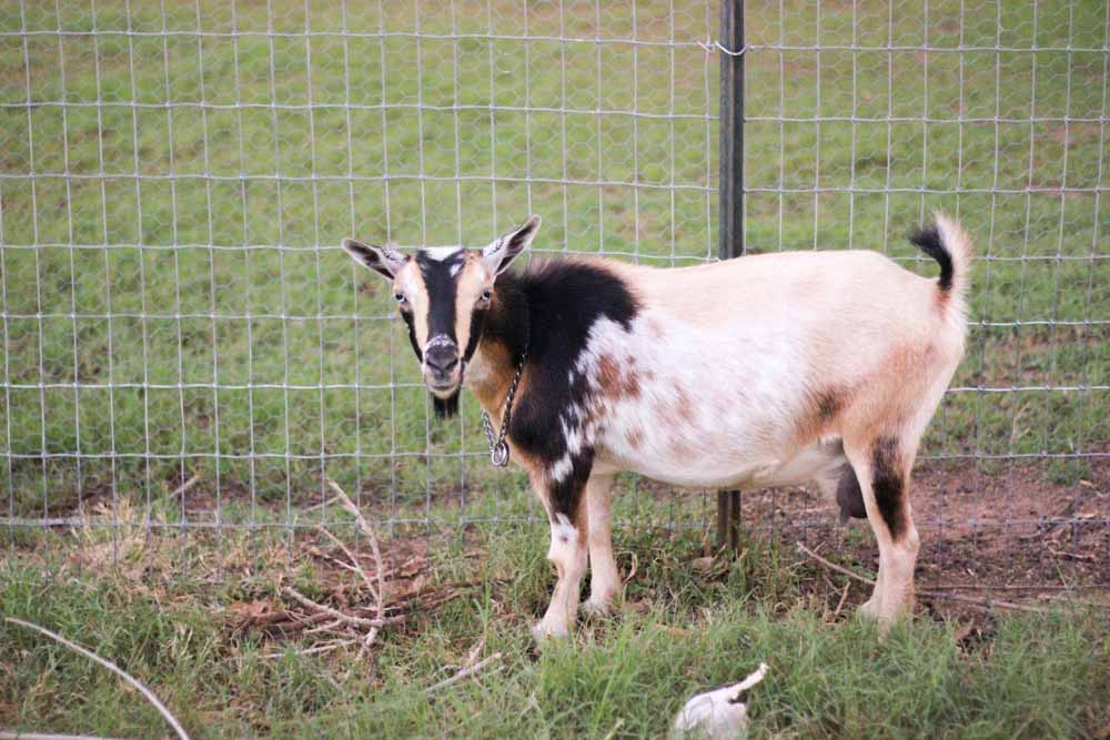 goat in front of fence post