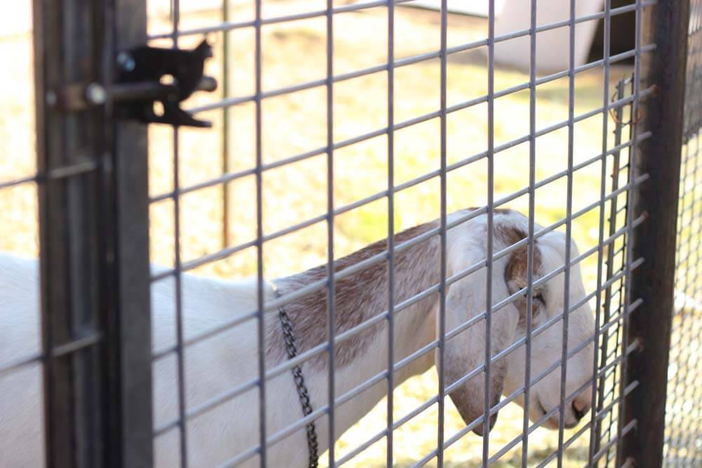 goat investigating a fence gate