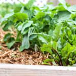 side view of spinach and other greens growing in an enclosed garden box