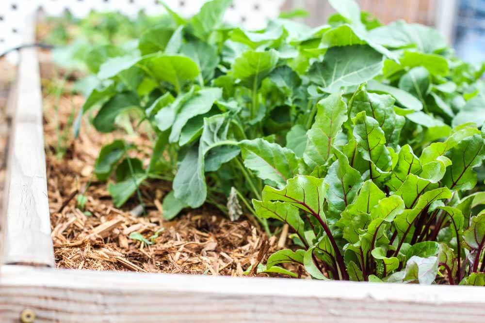 close up of greens growing in a wooden planter with wood chips