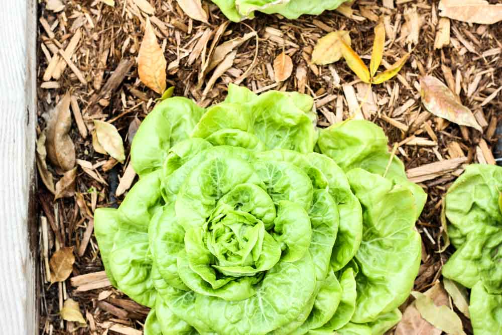 close up of lettuce head growing in a wood planter with wood chips