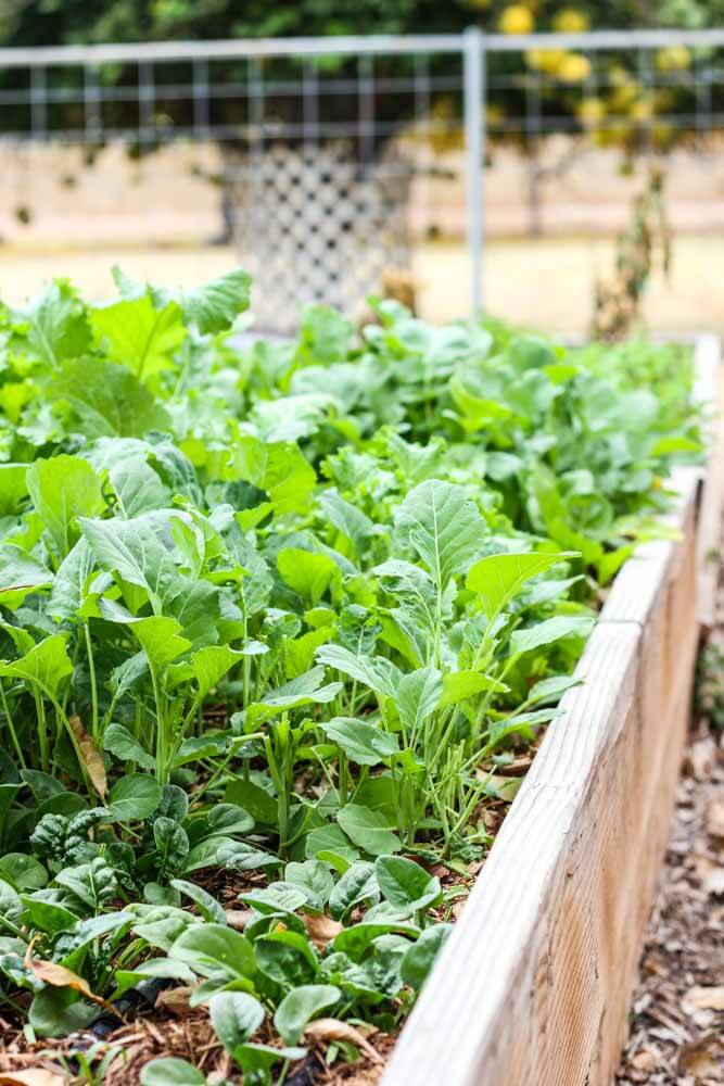 greens growing in a backyard wooden planter with wood chips