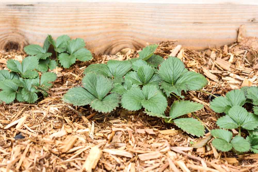 strawberry plants in a wooden plant with wood chips