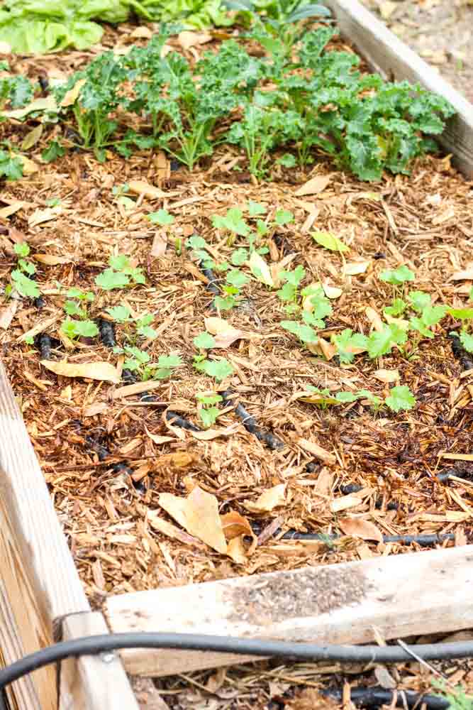 vertical shot of a rectangular garden box with carrots, parsnips and beets growing inside