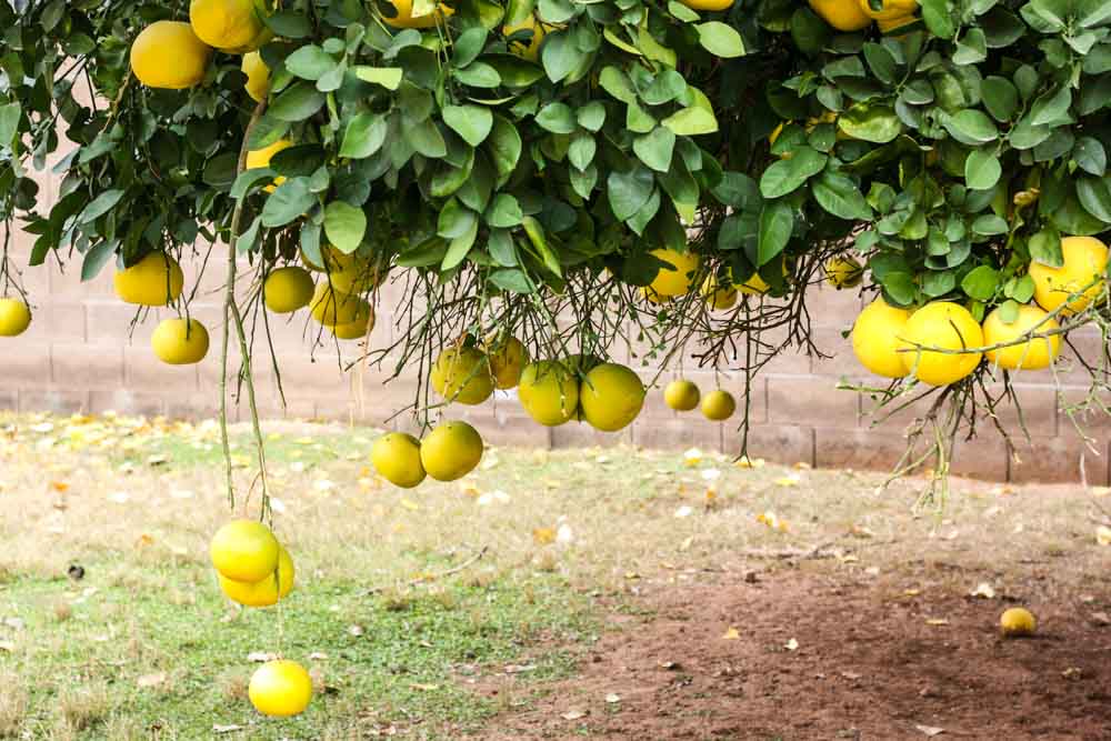 winter citrus tree with yellow fruit in a backyard