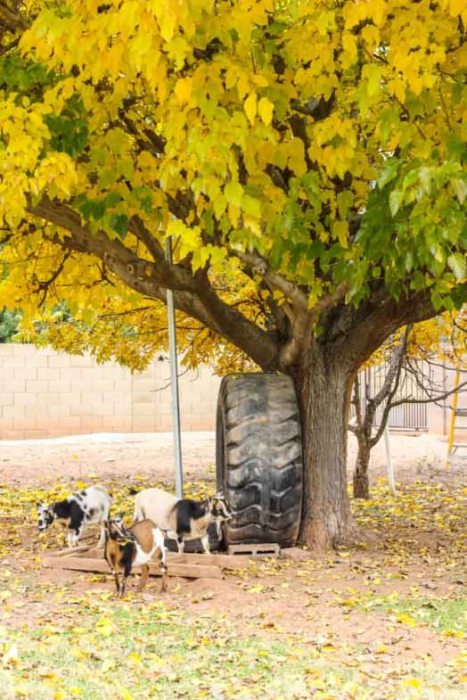 three goats in a backyard with a tree with a tire toy