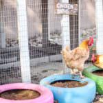 chickens playing in homemade dust baths
