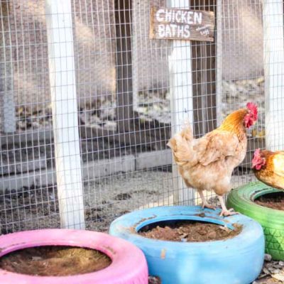 Repurposing Old Tires Into Chicken Baths