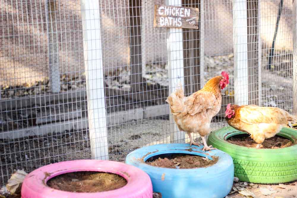 chickens playing in homemade dust baths