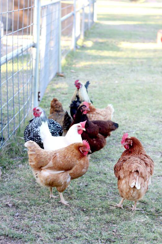 chickens of various colors near an outdoor fence