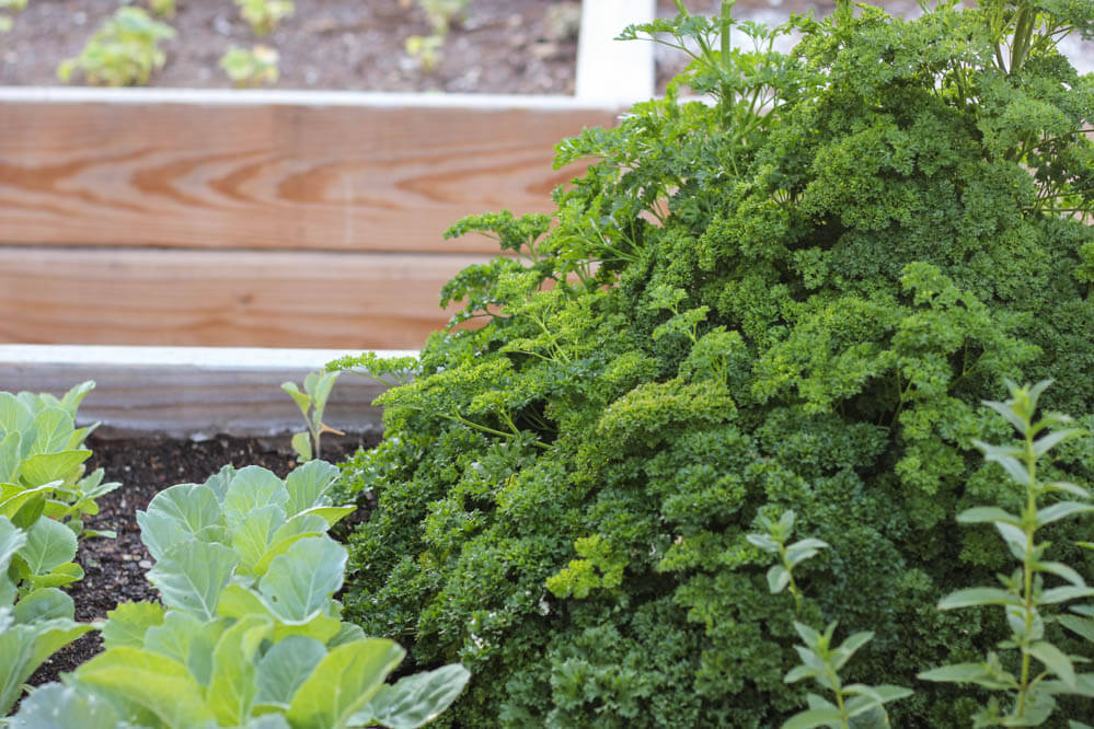 Set of plants growing together in a wooden garden section