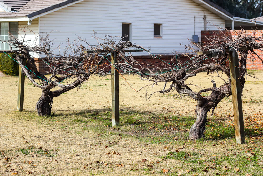 grape arbor showing signs of wear