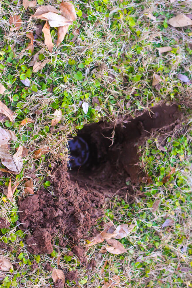 circular hole with water at the bottom in backyard covered in clover