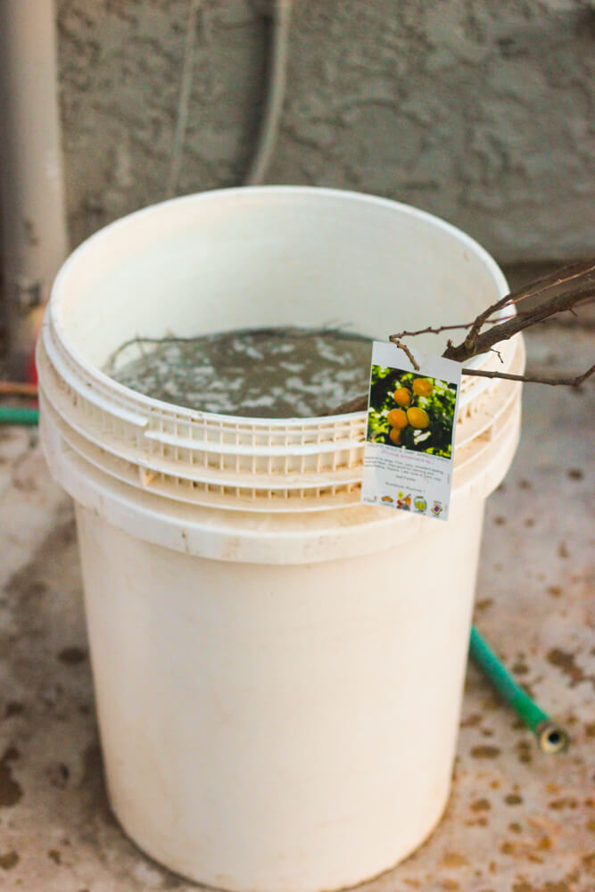 bare root tree soaking in a bucket filled with liquid