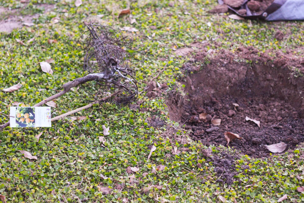 tree lying on its side in a field next to a half-filled hole