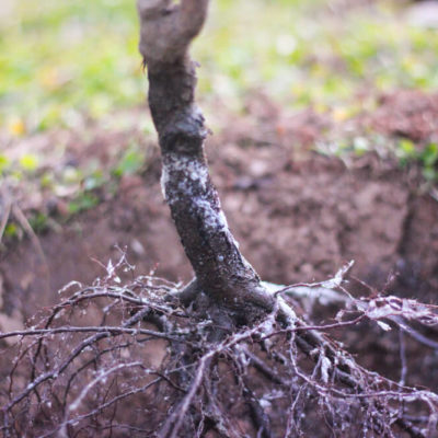 How to Plant Bare Root Trees