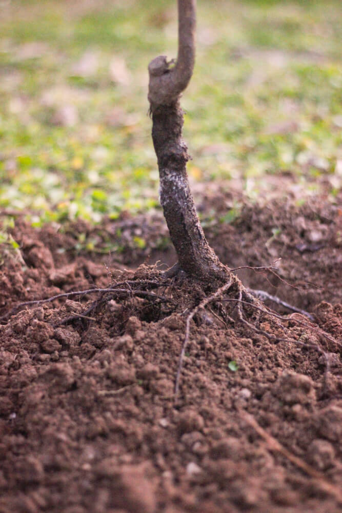 close shot of a half-planted tree with some roots exposed