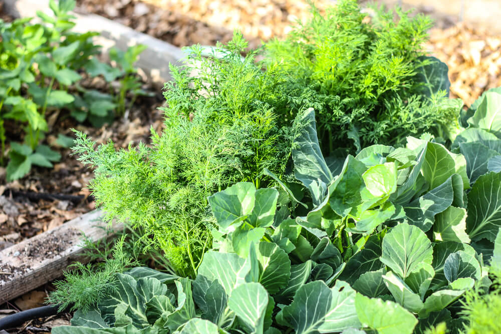 carrot and broccoli plants growing in a wooden garden section