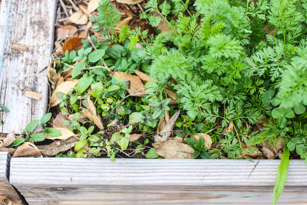 mint and carrot growing together in a wooden garden planter