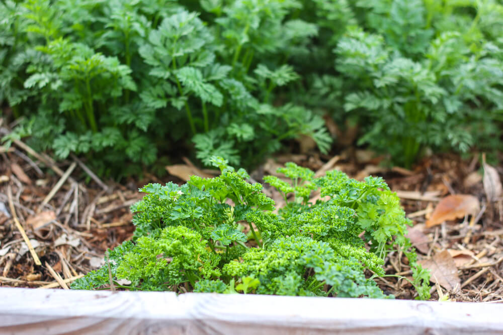profile shot of parsley and carrots growing in a wooden planter