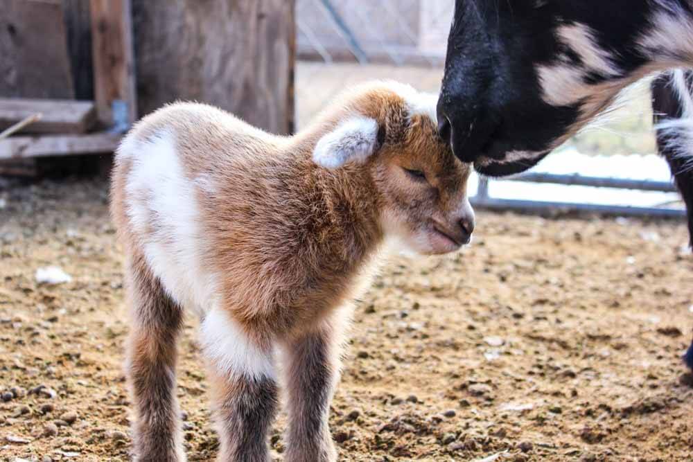 baby goat being kissed by mother goat