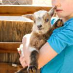 little girl holding baby goat