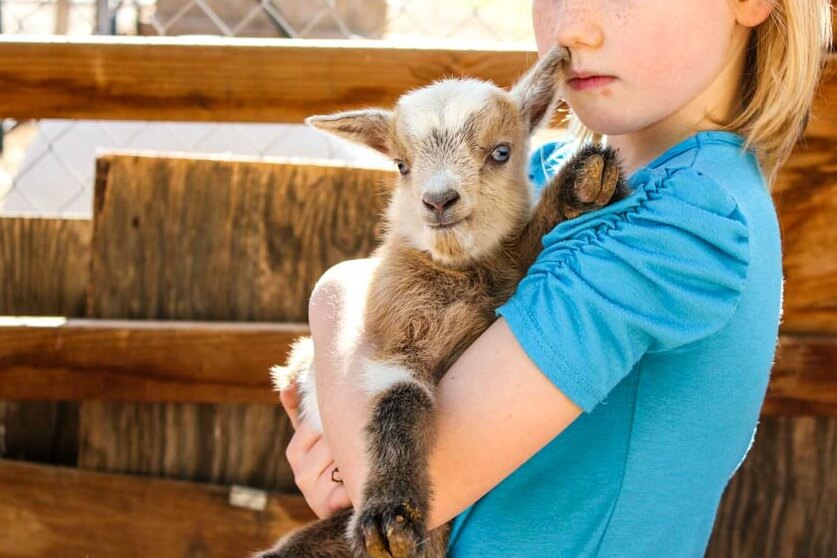 little girl holding baby goat