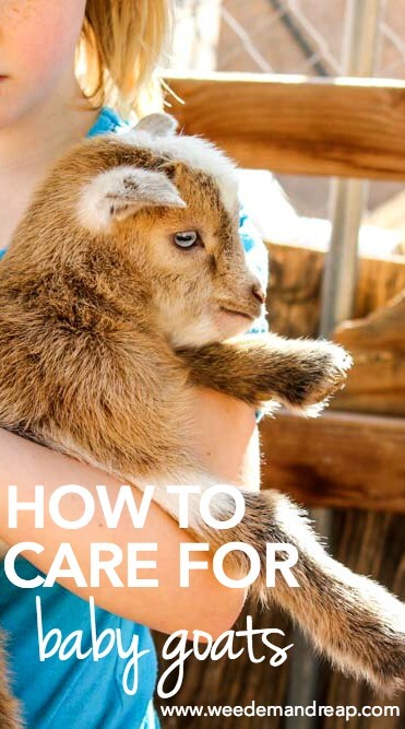 How To Care For Baby Goats || Weed 'Em and Reap