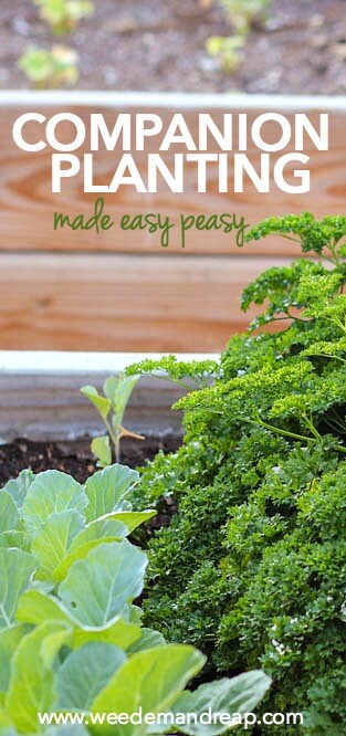 Companion Planting Made Easy Peasy || Weed 'Em and Reap