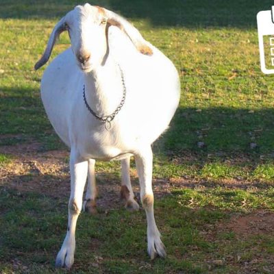 Goat Pregnancy Calculator