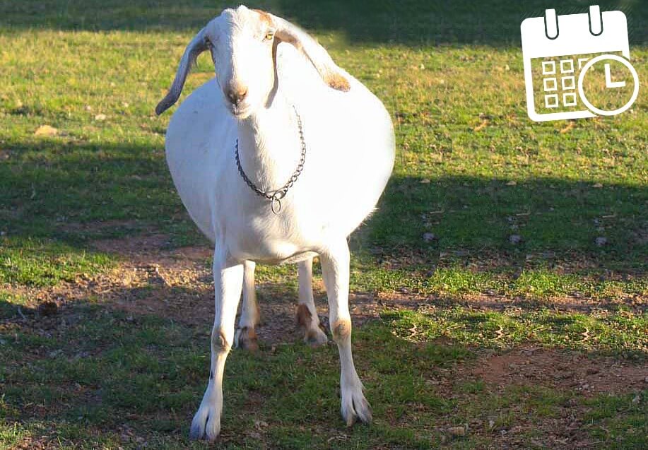 Goat Pregnancy Calendar | Weed 'Em and Reap