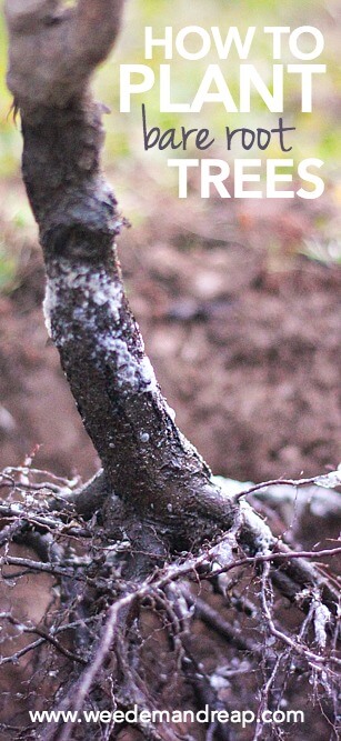 How To Plant Bare Root Trees || Weed 'Em and Reap