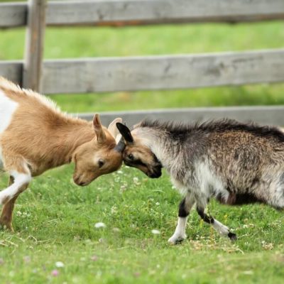 Nigerian vs. Pygmy Goats: Which is best?