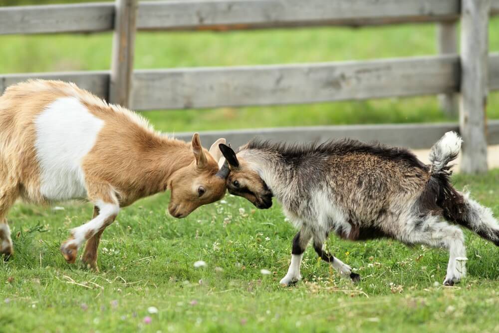 can pygmy goats live with dogs