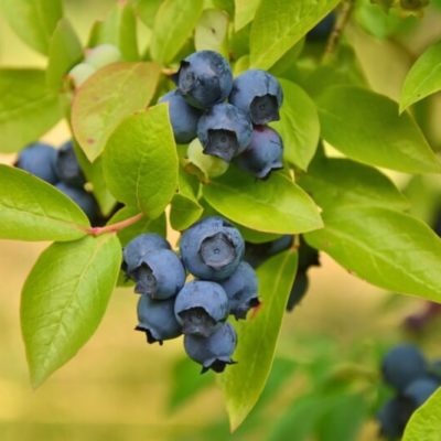 Growing Blueberries in a Desert Climate