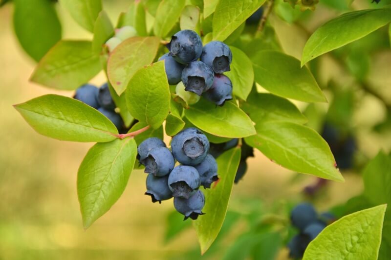 close shot of blueberries growing on a bush